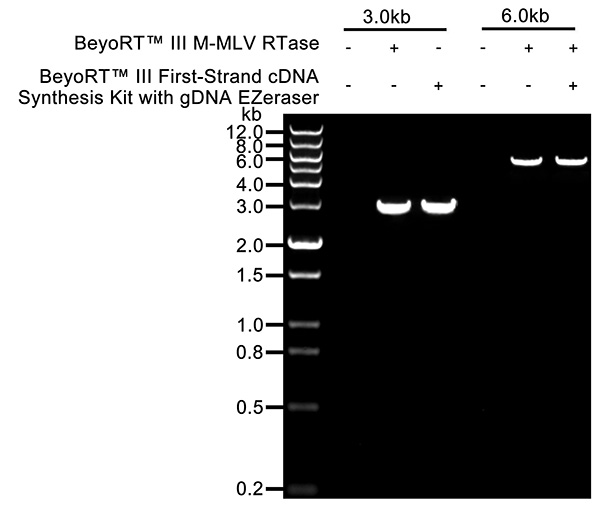 BeyoRT™ III cDNA合成试剂盒(with gDNA EZeraser)(D7180L)