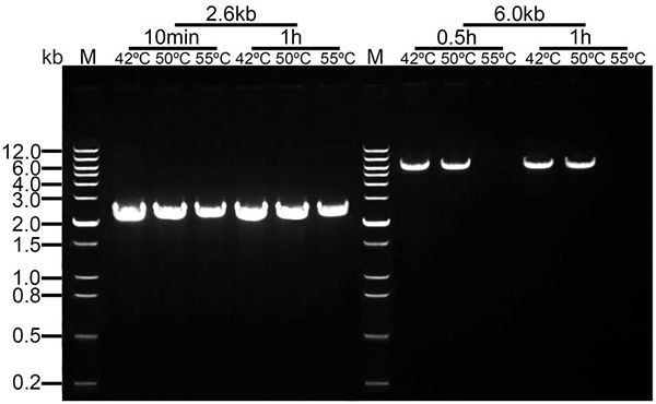 BeyoRT™ III cDNA第一链合成试剂盒(D7178L)