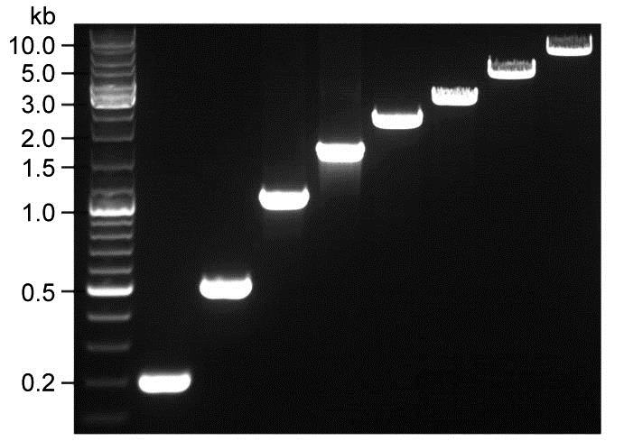 BeyoRT™ II cDNA第一链合成试剂盒(RNase H-)(D7168L)