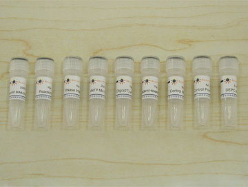 BeyoRT™ cDNA第一链合成试剂盒(RNase H-)(D7166)
