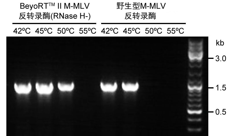 BeyoRT™ II M-MLV反转录酶(RNase H-) (试用装)(D7160FT)