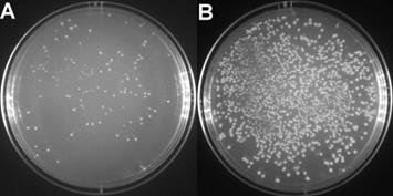 T4 DNA Ligase(D7008)
