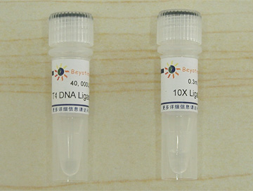 T4 DNA Ligase(D7006)