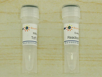 Terminal Deoxynucleotidyl Transferase (20U/μl, 进口分装)(D7093)