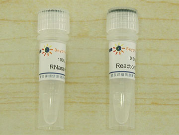 RNase H(D7089)