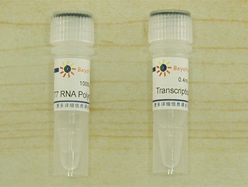 T7 RNA Polymerase(D7069)