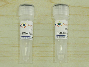 T3 RNA Polymerase(D7066)