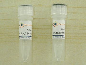 SP6 RNA Polymerase(D7062)