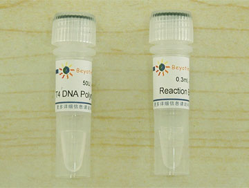 T4 DNA Polymerase(D7051)