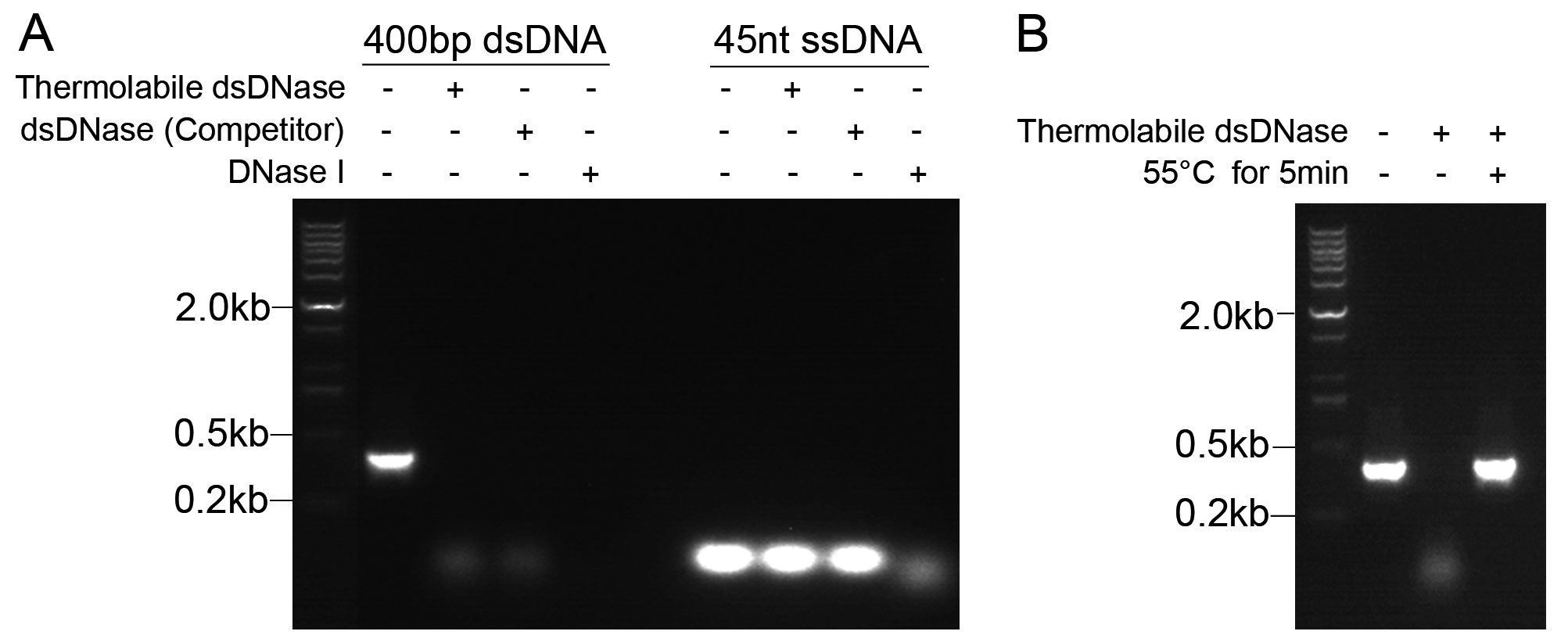 Thermolabile dsDNase(D7078M)