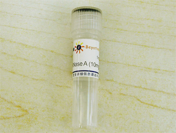 RNase A (10mg/ml, DNase free)(ST576)