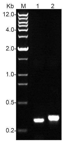 鼠尾基因型快速鉴定试剂盒(D7283M)