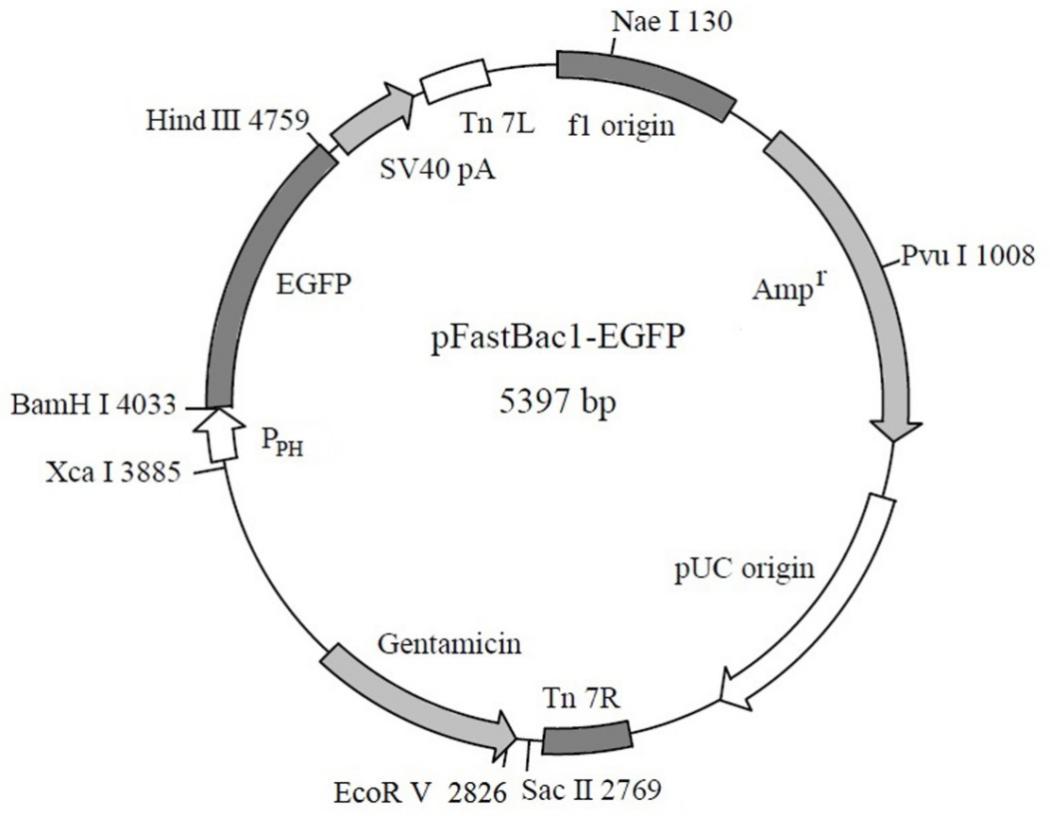 pFastBac1-EGFP (杆状病毒包装阳性对照质粒)(D2802)