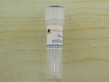 pUCm-T载体(D2006)