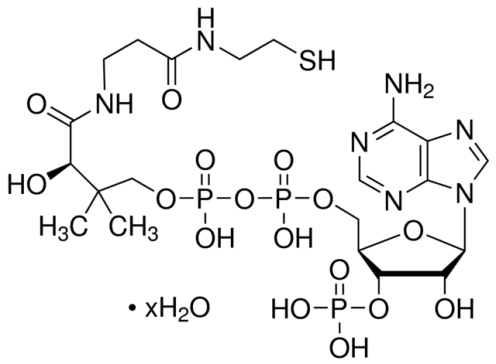 辅酶A水合物(Coenzyme A hydrate)(ST353-1g)