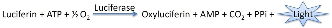D-Luciferin potassium salt (D-萤光素钾盐)(ST196-100mg)