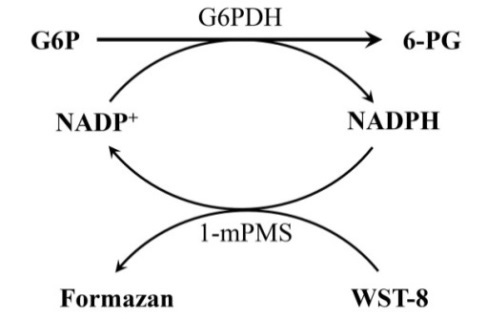 G6PDH活性检测试剂盒(WST-8法)(S0189)