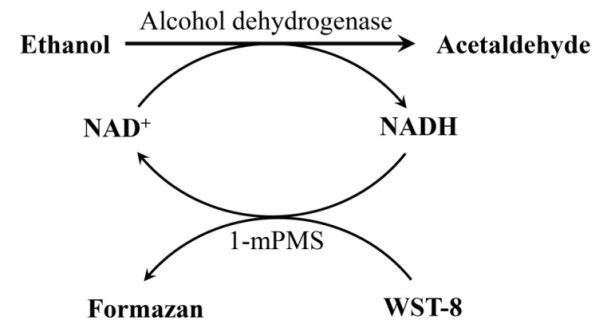NAD+/NADH检测试剂盒(WST-8法)(S0175)