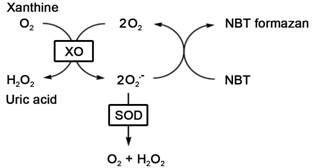 总SOD活性检测试剂盒(NBT法)(S0109)