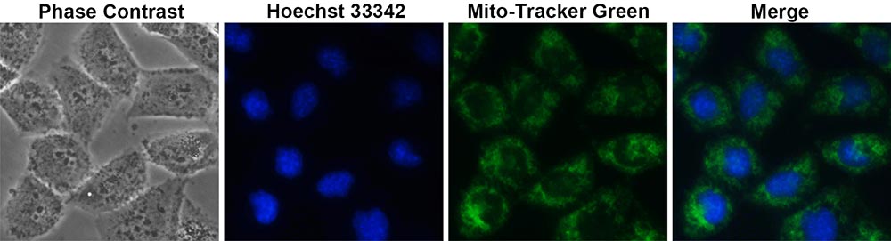 Mito-Tracker Green (线粒体绿色荧光探针)(C1048)