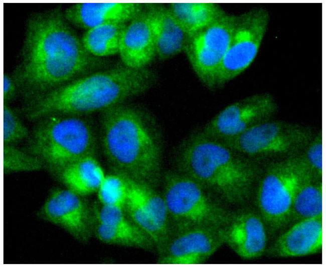 ATG5 Rabbit Monoclonal Antibody(AF2269)