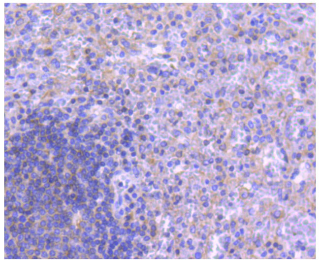ATG5 Rabbit Monoclonal Antibody(AF2269)