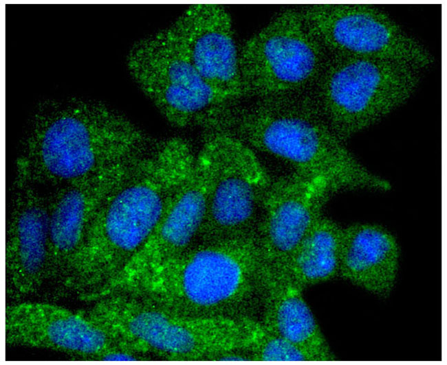 ATG9A Rabbit Monoclonal Antibody(AF2083)