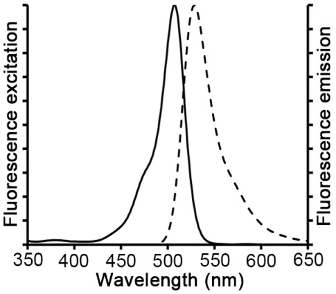 Rhodamine 123(C2007)
