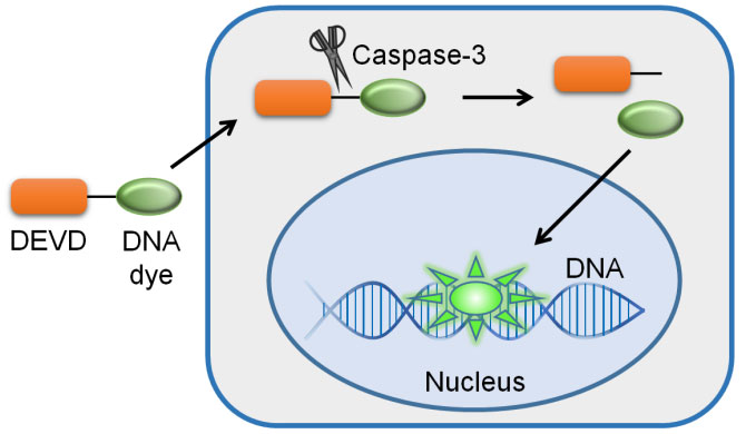 GreenNuc™活细胞Caspase-3活性检测试剂盒(C1168M)
