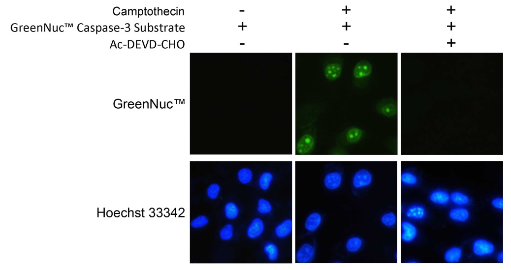 GreenNuc™活细胞Caspase-3活性检测试剂盒(C1168M)
