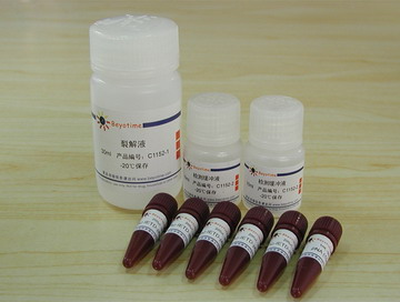 Caspase 8 活性检测试剂盒(C1152)