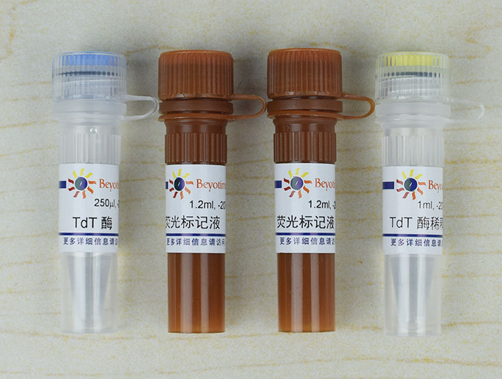 一步法TUNEL细胞凋亡检测试剂盒(红色荧光)(C1090)