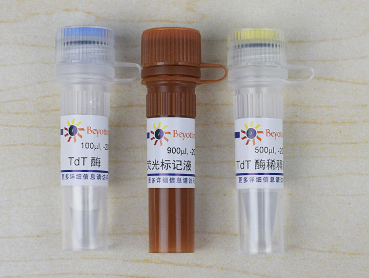 一步法TUNEL细胞凋亡检测试剂盒(红色荧光)(C1089)