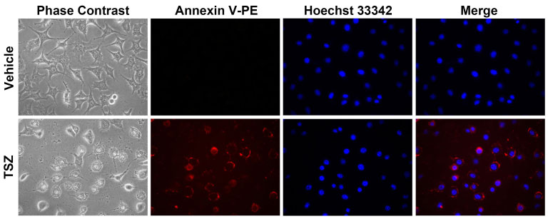 Annexin V-PE细胞凋亡检测试剂盒(C1065S)