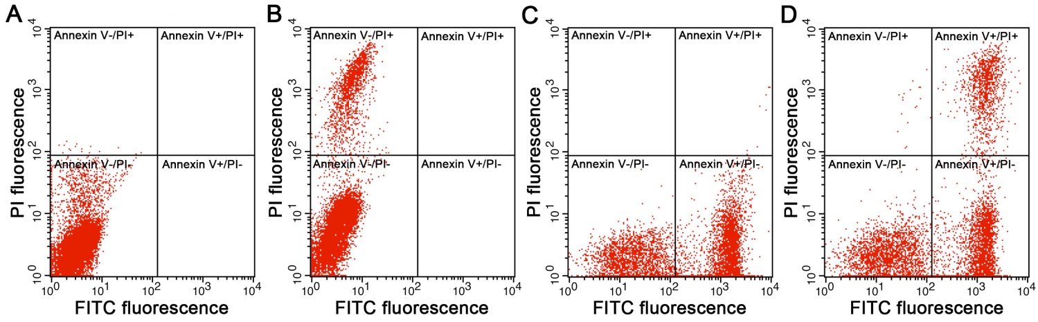 Annexin V-FITC细胞凋亡检测试剂盒(C1062L)