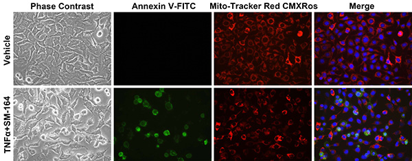 细胞凋亡诱导试剂盒(TNF-α+SM-164)(C0006S)