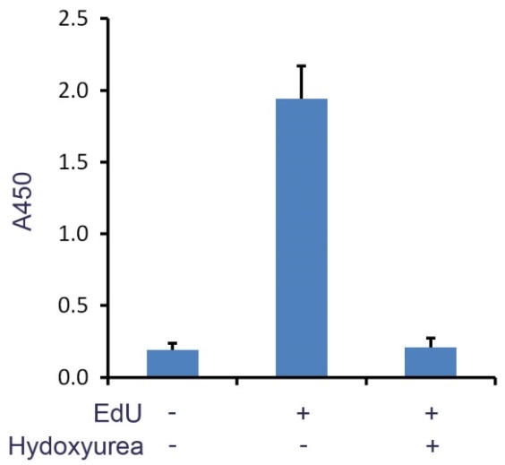 BeyoClick™ EdU细胞增殖检测试剂盒(TMB法)(C0088L)