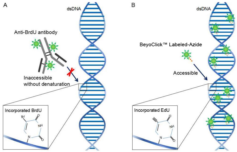 BeyoClick™ EdU细胞增殖检测试剂盒(DAB法)(C0085L)