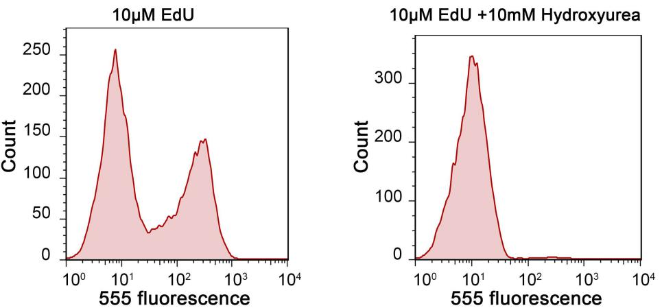 BeyoClick™ EdU-555细胞增殖检测试剂盒(C0075L)