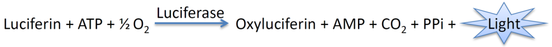 CellTiter-Lumi™发光法细胞活力检测试剂盒(C0065S)