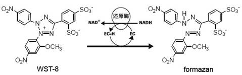 Enhanced Cell Counting Kit-8 (增强型CCK-8试剂盒)(C0042)