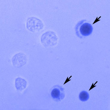 台盼蓝染色细胞存活率检测试剂盒(C0011)