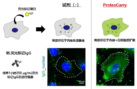 无需预孵育！导入细胞质的蛋白转染试剂-蛋白研究-wako富士胶片和光