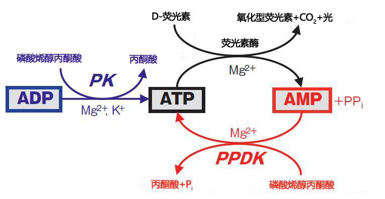 ATP荧光检测仪Lumitester Smart-Kikkoman ATP荧光检测仪-wako富士胶片和光