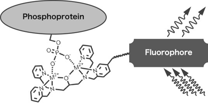 Phos-tag&trade; 凝胶荧光染料-蛋白研究-wako富士胶片和光