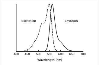 Phos-tag&trade; 凝胶荧光染料-蛋白研究-wako富士胶片和光