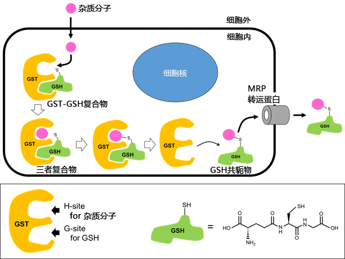 可用于活细胞的不可逆GST抑制剂-疾病研究-wako富士胶片和光