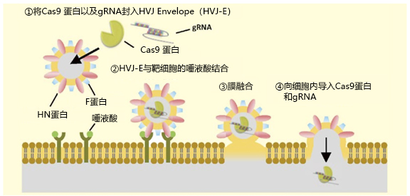 Cas9 蛋白/gRNA 转染试剂-小分子与天然产物-wako富士胶片和光