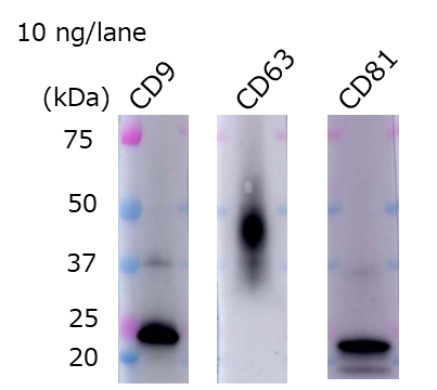 外泌体，COLO201细胞来源，纯化物-试剂盒-wako富士胶片和光