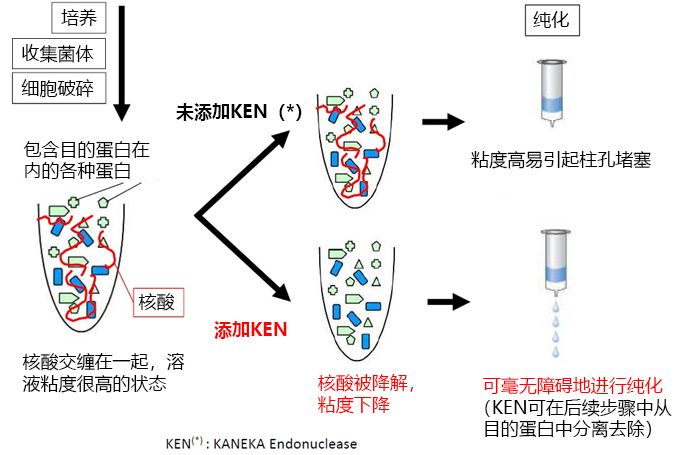 无内毒素和动物源的核酸内切酶-试剂盒-wako富士胶片和光